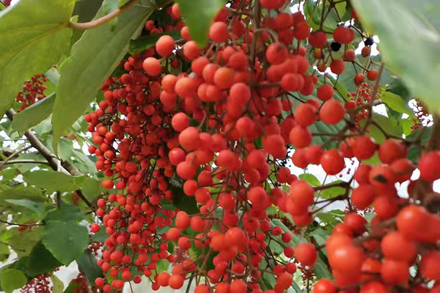 封加平——“把山桐子生长起来,将对我国食用植物油清静爆发革命性影响”